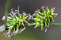 Carex lepidocarpa Carex lepidocarpa